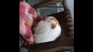 Cat activation noise