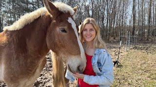 Let's FEED the LOGGING horses!!! (These boys eat a TON!!!)