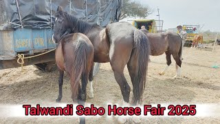 Talwandi Sabo Horse Fair 2025 ਵਿੱਚ ਦੋ ਘੋੜਿਆ ਇੱਕ ਵਸ਼ੇਰਾ ਵਿਕਾਉ ਆ ਇੱਕ ਘੋੜੀ ਗੱਭਣ ਆ m.95018-56816