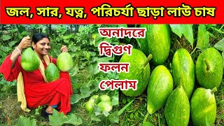 অনাদরে লাউ চাষে দ্বিগুণ ফলন জল সার যত্ন পরিচর্যা ছাড়াই/একটি কাজে লাউ ভরে যাবে/প্রচুর লাউ হারভেস্ট