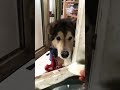 我正在吃小香瓜呢，发现窗后还站着一位呢！ farmanimal dog alaskanmalamute