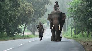 Sakrebailu Elephant Camp - Shivamogga Karnataka