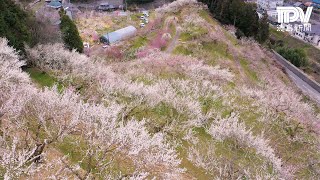 空からとくしま　美郷の梅（徳島県吉野川市）