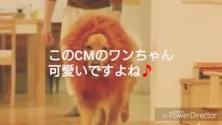 AmazonのCMで話題のあの被り物を猫に被ってライオンになった♪