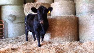 Schuett Farms - Cow talking to calf