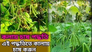 কালায় চাষ পদ্ধতি|kalai chas|mas kolai |mug kolai|কলাই চাষ|