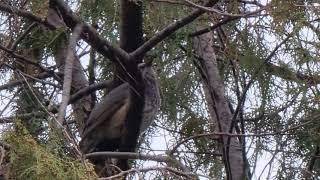 #bird #sound #brown-eared bulbul #직박구리  이것이 노래인가? 소음인가? 반항인가?