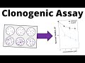 Clonogenic Cell Survival Assay (Colony Formation Assay)