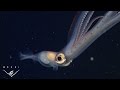 Hiding in plain sight: Mimicry in a juvenile deep-sea squid