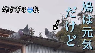 寒すぎるだけど、我が鳩舎の鳩たちは、ゴロゴロタイム