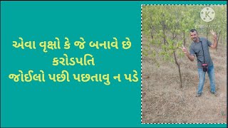 ચંદન વિષે માહિતી||સાગ||મલબારી લિંમડા||Sandalwood|| teak||