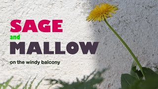 Sage and Mallow plants of the balcony