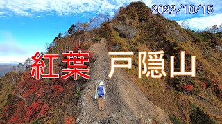 戸隠山の紅葉　スリル満点『蟻の塔渡り』の紅葉が見頃