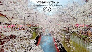 4K [Nakameguro] Cherry blossoms in full bloom Meguro River Sakura Tunnel! 2023 Tokyo Japan