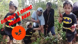 Asyiknya panen di kebun sendiri