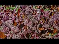 large forest pansy redbud 3 to 4 foot high tree cercis canadensis bare root tree for sale leaves