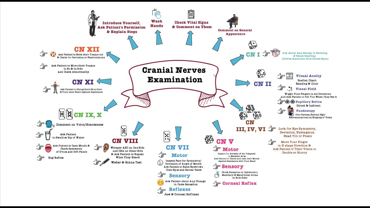 Cranial Nerves Examination - OSCE - YouTube