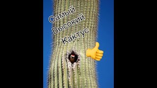 Самый большой кактус в мире !!!