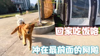 秋田犬和金毛相处如同亲姐弟，正在愉快玩耍的阿飚听到我叫回家吃饭，反应速度那是相当快【万一有1天】