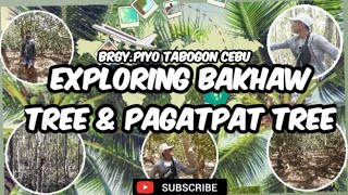 EXPLORING | BAKHAW TREE \u0026 PAGATPAT TREE |BRGY.PIYO TABOGON CEBU