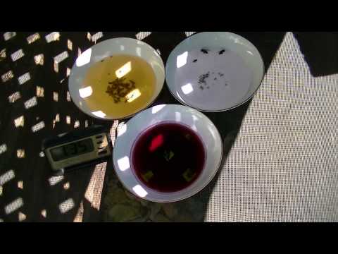 Homemade Fruit Fly Trap - what liquid to use Homemade Fruit Fly Trap - what liquid to use