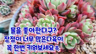 물을 좋아한다구? 누구든 가장 이쁘게 키울 수  있는 다육이입니다 ㅎ 나나후크미니 꼭 키워보세요 ㅎ