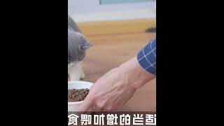 猫不吃生骨肉怎么办？猫舍繁育人教你科学的解决猫咪挑食问题！ - 西瓜视频 #006