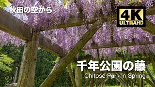 [ドローン空撮] 千年公園 〜岩崎城跡に咲く藤〜 DJI Mavic2 Pro [秋田の空から 4K 高画質]