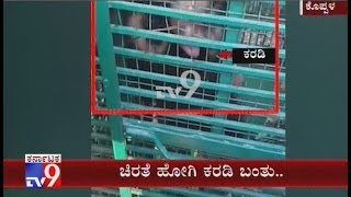 Bear Trapped in Cage Meant to Capture Leopard in Koppal