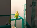 little a.j u0026 niko. budgies birds lovebirds parakeet parrot budgries budiges babybudgies fyp