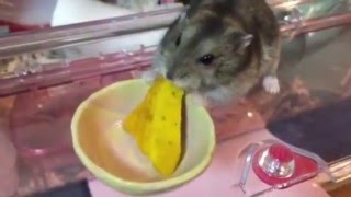 チーズじゃないよ、かぼちゃだよ（The hamster which likes pumpkin very much）