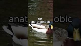 Anatidaephobia | Fear of Duck Surveillance