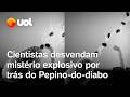 Pepino-do-diabo intriga cientistas com jato explosivo que lança sementes a 70 km/h; veja vídeo