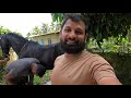 രണ്ടരലക്ഷം രൂപയുടെ കുതിരക്ക് ലാടം അടിച്ചു horse shoeing trimming hoof farrier horse riding amazing