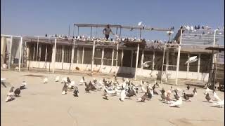 مصطفی حسینی پا جفتی #کبوتر بازی#کبوترپرشی#کبوترگرو#کبوترتهران#کبوترکاشان#Pigeons