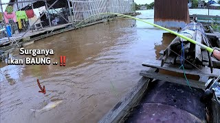 Begini Nikmat Mancing Baung Umpan Kucur Tepat Di SARANG nya sungai kalimantan