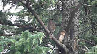 オオタカ幼鳥お母さんと一緒　一人遊び 　鳴き声