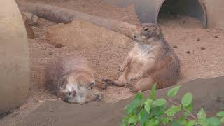 オグロプレーリードッグ (王子動物園) 2021年10月14日