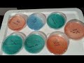 mushroom cultivation how to do inoculations u0026 transfers stf