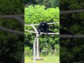 shorts フクロテナガザル　のハートさん　千葉市動物公園　img 3597