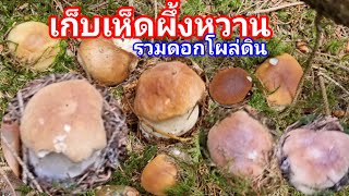 เก็บเห็ดผึ้งหวานรวมดอกโผล่ดินน่ากินทั้งคลิบ Mushroom Porcini Karljohan