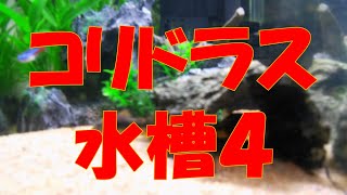 【熱帯魚】＃１２　コリドラス水槽４