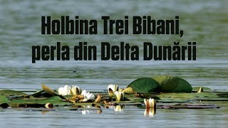 Holbina Trei Bibani, perla din Delta Dunarii