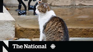 #TheMoment when Larry the Cat waited for Britain's new prime minister