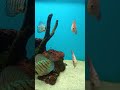 minivlog 80 amazing discus fish aquarium 😍 aquarium aquariumfish minivlog