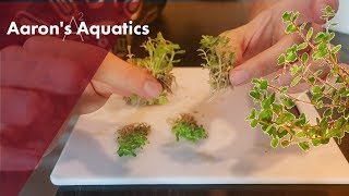 Unboxing Plants! (Dutch Tank)