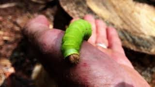 Enormous caterpillar has monstrous face when viewed close up