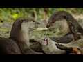 david attenborough presents wild city singapore full series free documentary nature