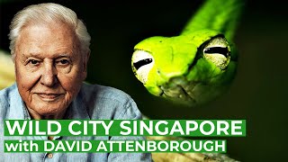 David Attenborough presents: Wild City Singapore |  Series | Free Documentary Na