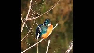 カワセミ調布地区お母さんショート 2025 02 14 #カワセミ #野鳥 #birds #wildlife #nature #自然観察ぶらり散歩